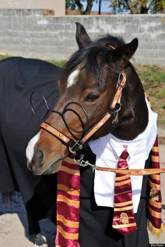 Harry Potter - Equestrian